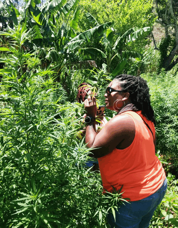Montego Bay Ganja Tour